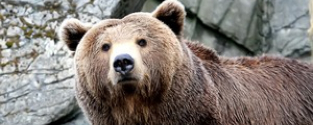 В Костромской области растет численность медведей
